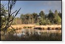 Oisterwijkse Bossen en Vennen Kampina natuurgebied natuur oisterwijk Nationaal park Landschap Het Groene Woud hei heide bossen natuurmonumenten brabant baronie boswachterij dorst